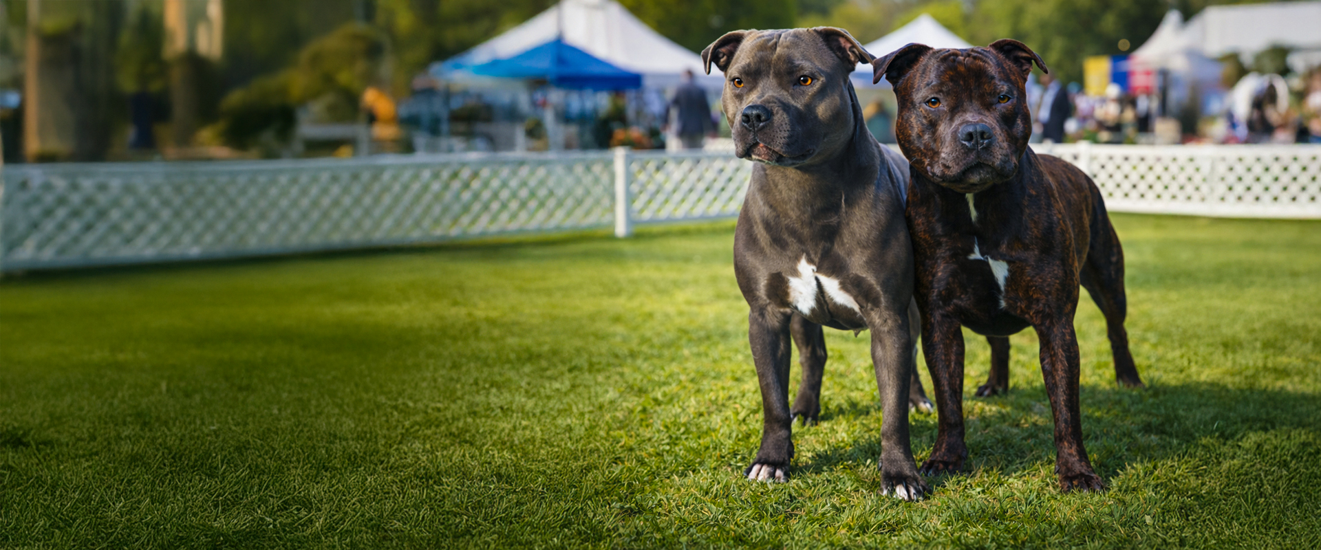 Ultimate Navys Kennel - Staffordshire Bull Terrier